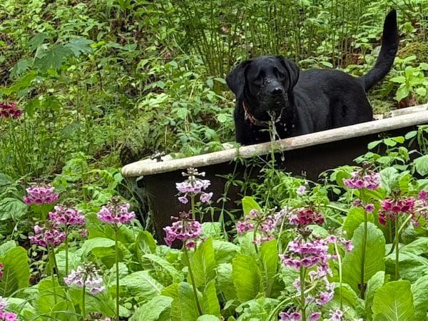 dog in old tub with flowers