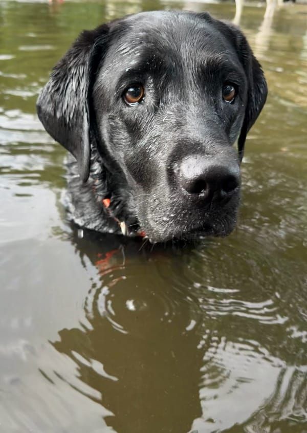 dog in water
