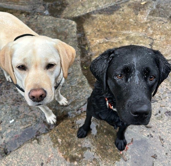 Hand Chainsaw Secrets Exposed! (not clickbait)