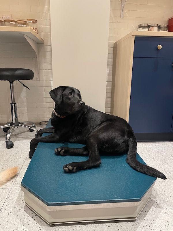 dog on weight scale at vet office