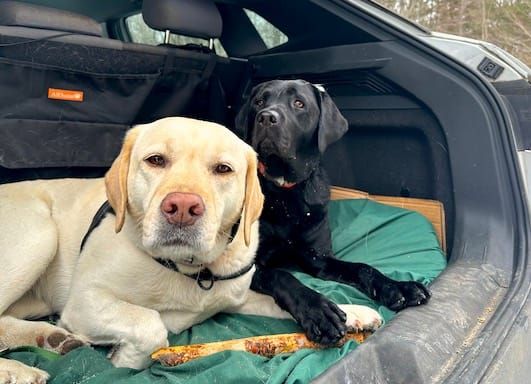 two dogs in a car