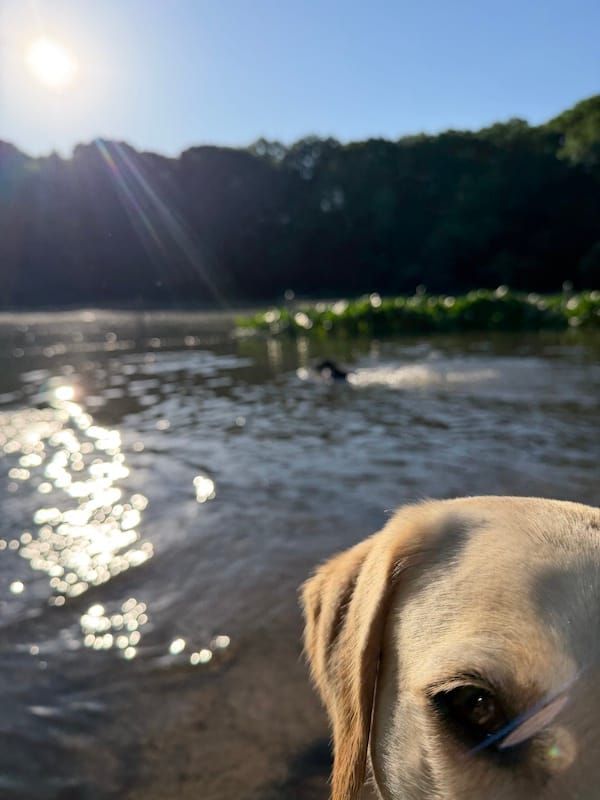 dog at the beach
