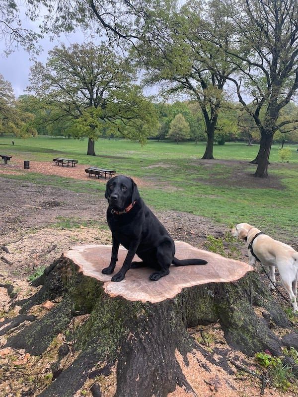 dog sitting on a tree stump in a park