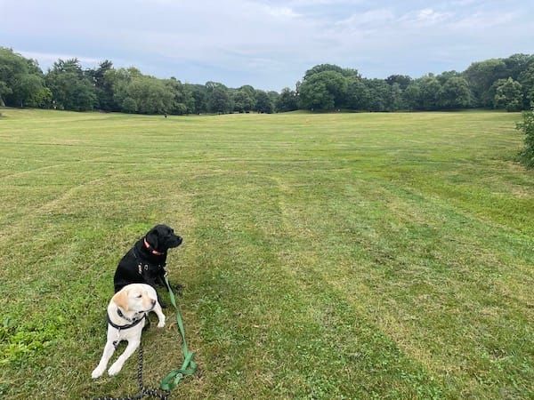 dogs in a park