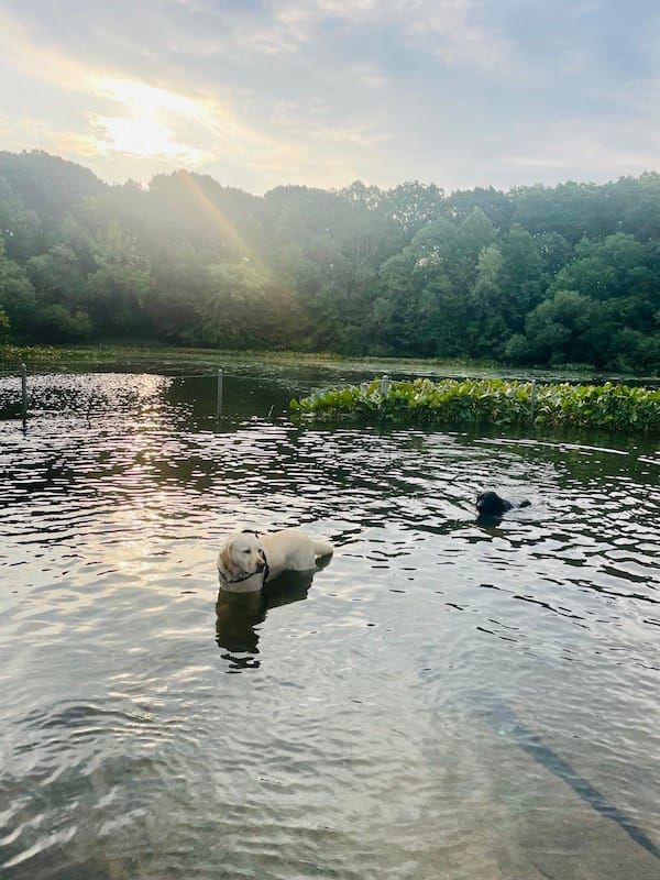 two dogs in a pond