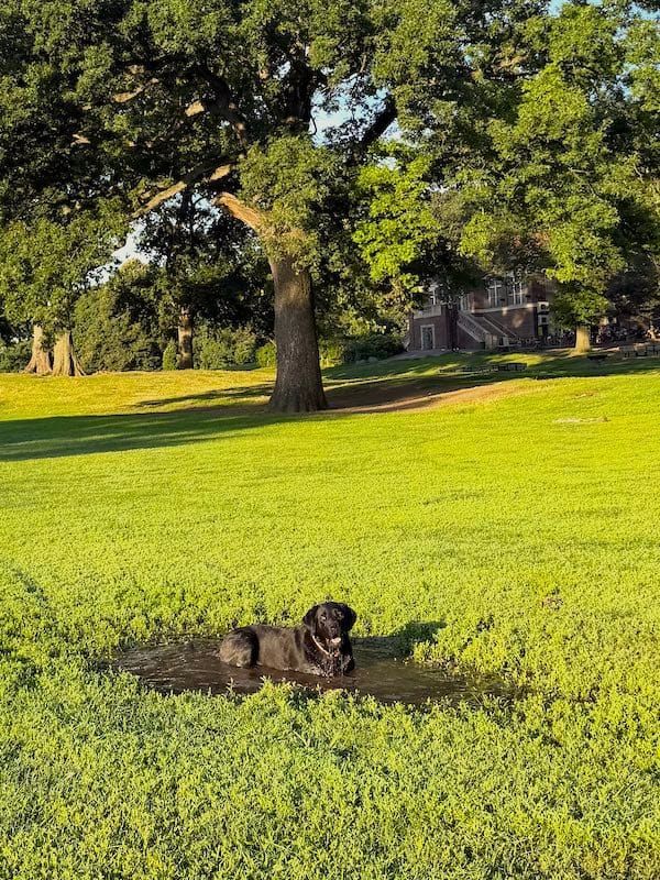 dog lying in a puddle on a lawn