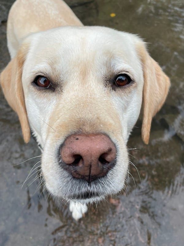 dog looking at camera