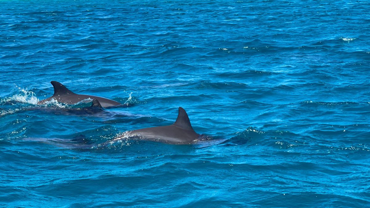 Babale - Dolphins
