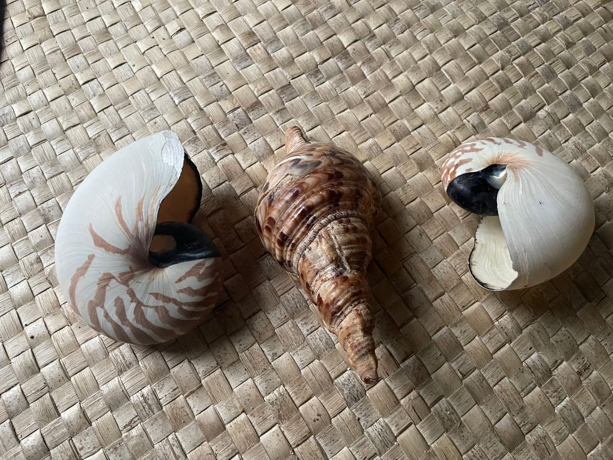 Sici - Shell