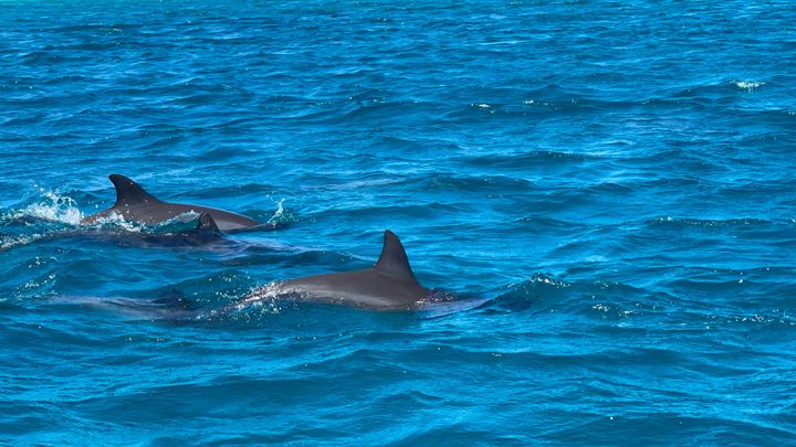 Babale - Dolphins