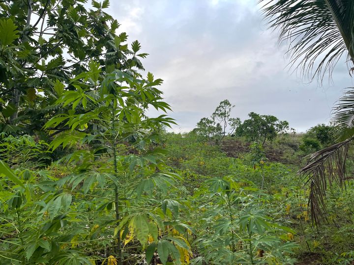 Tavioka - Cassava