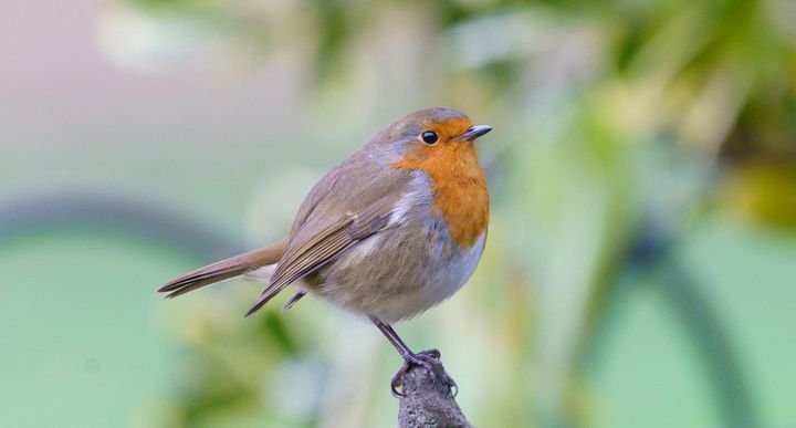 'Birding' in Britain