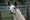 Retrato cercano de una llama mirando a cámara, identidad fija de la serie Ollama
