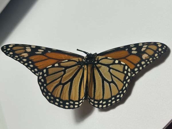 Solving the Fallen Hero-Redeemable Villain.