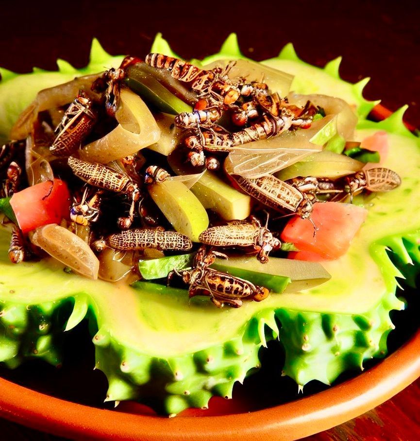 Chef Luciano's Entomophagy Delights: Ensalada de Nopal con Chapulines