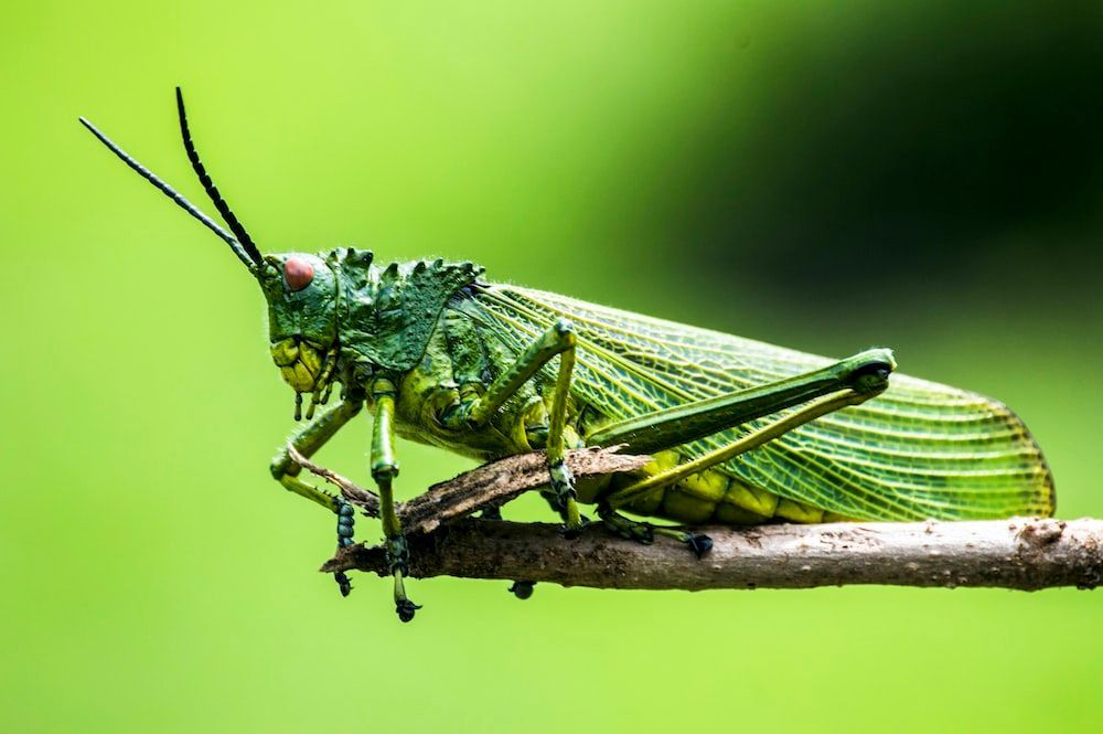 Exploring Entomophagy: Why Vegetarians Are Turning To Insects