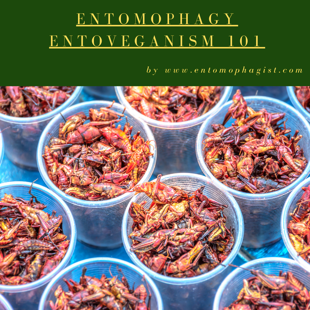 Entoveganism 101: A Guide for Entomophagists