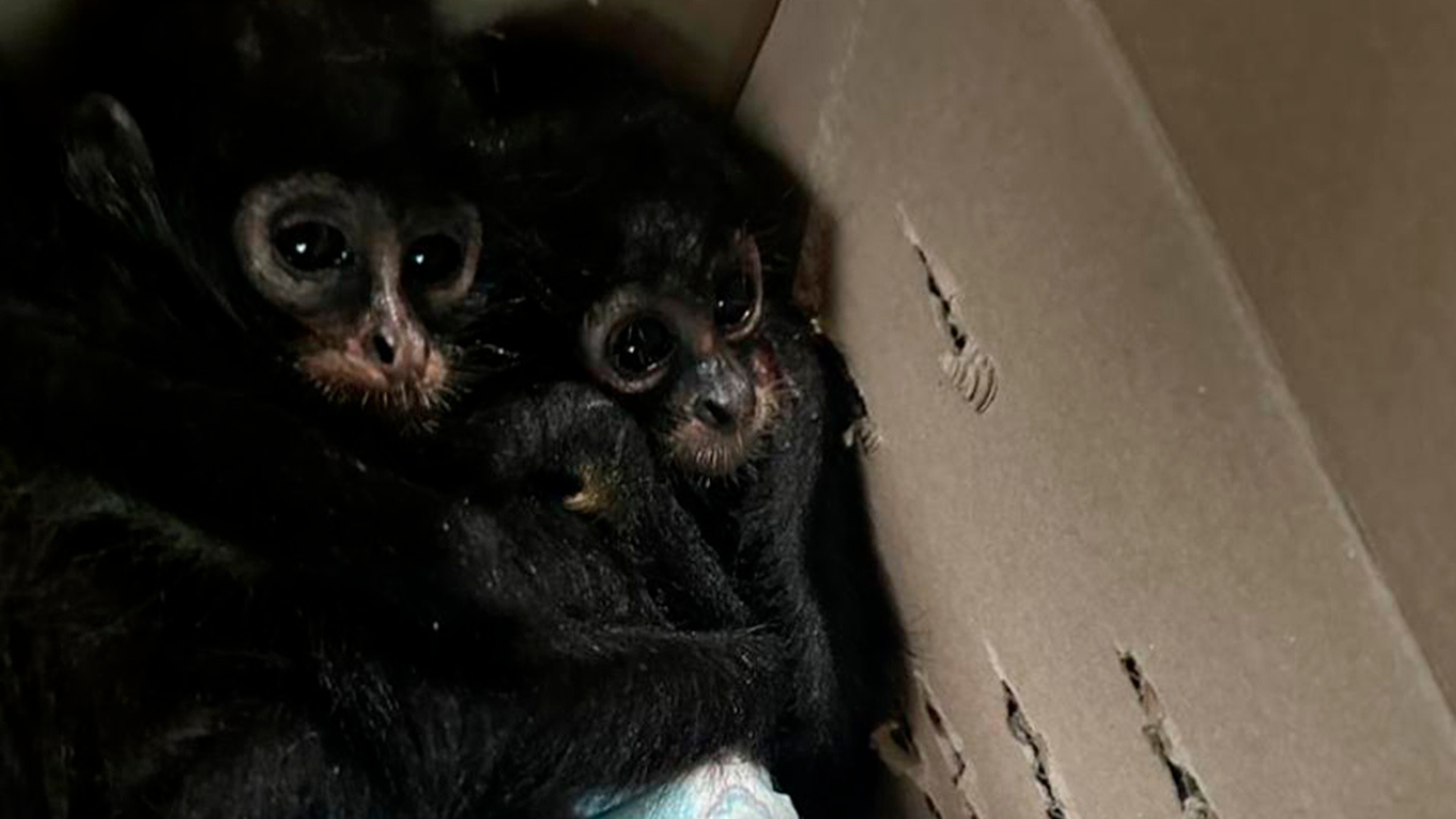 monos araña venta cdmx