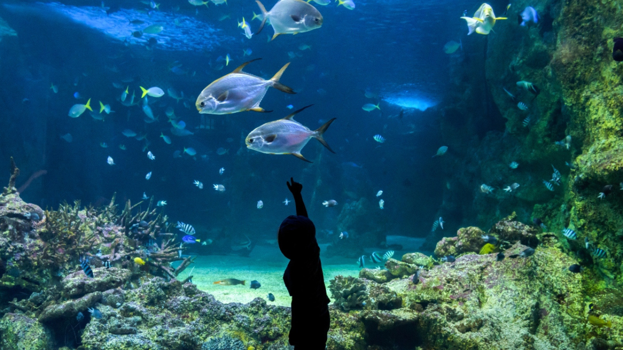 Acuario Michin CDMX