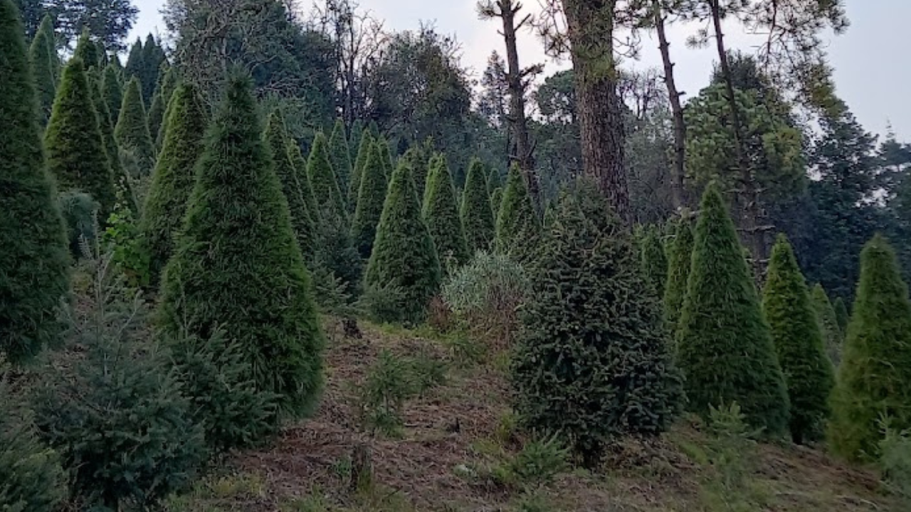 comprar arboles de navidad cdmx