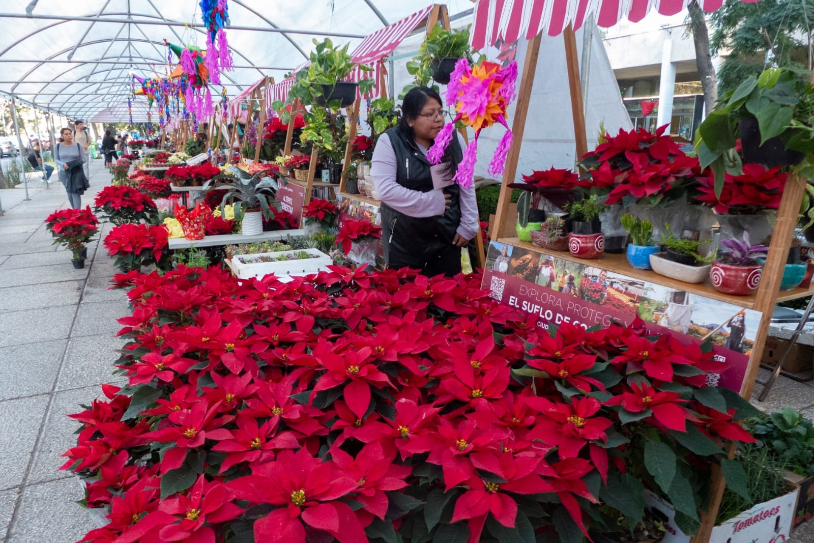 Festival Flores de Nochebuena.