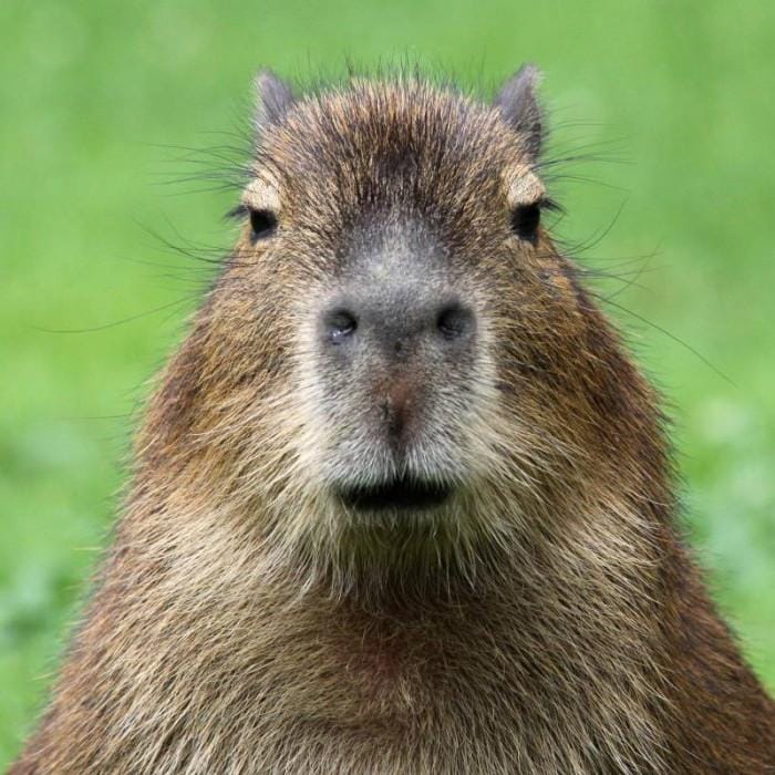 Capibara.