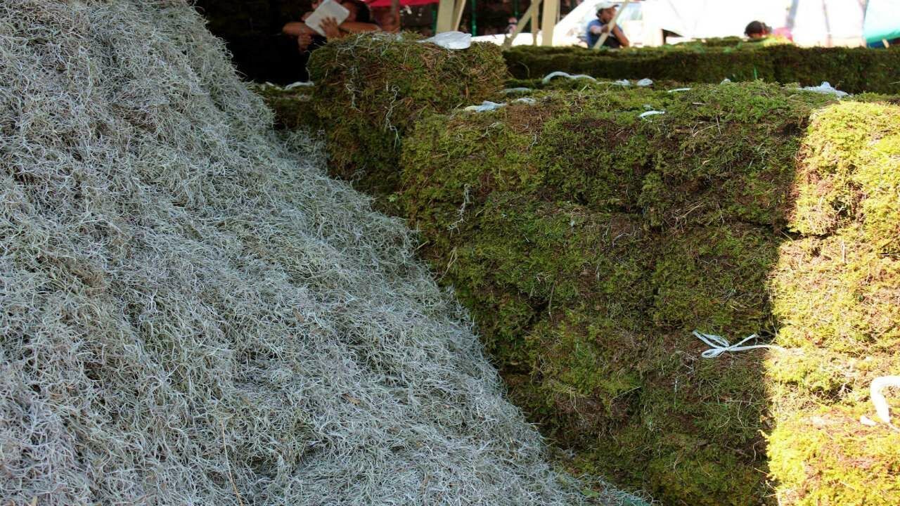 En Tlalpan piden no comprar heno ni musgo esta temporada navideña