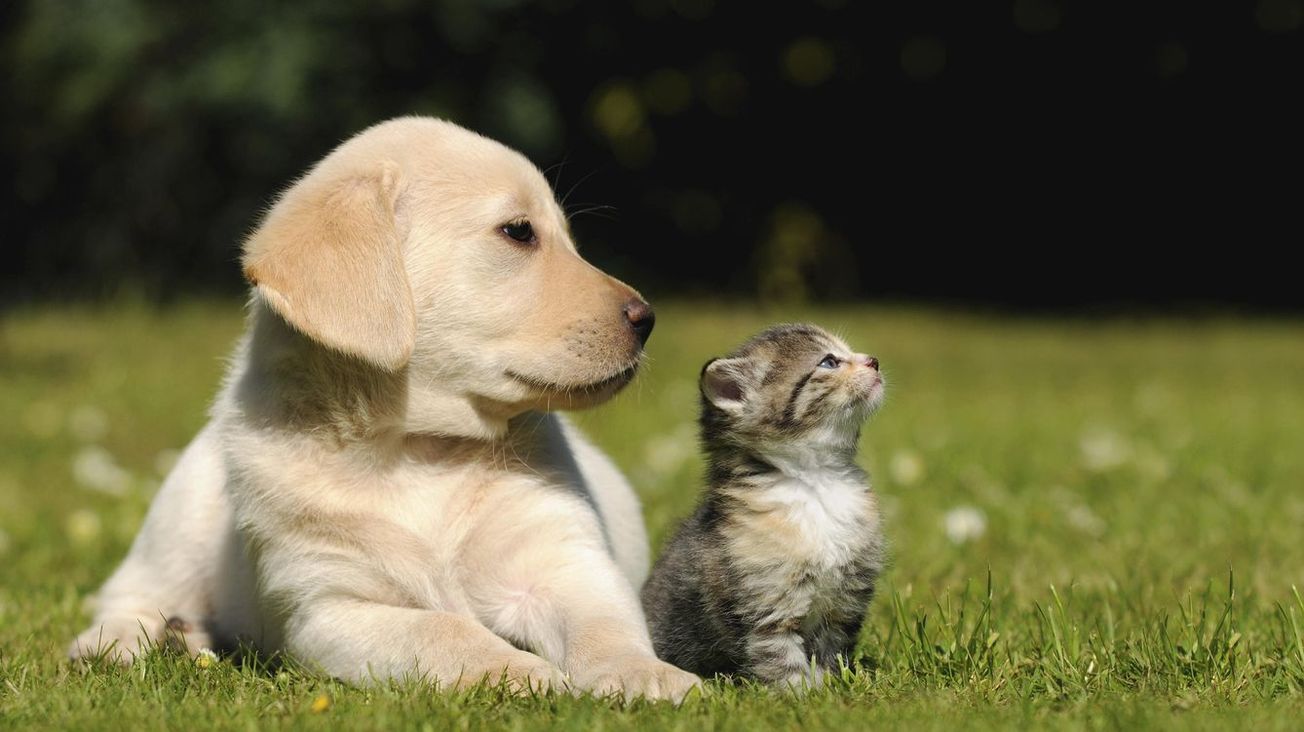 CDMX endurece penas contra el maltrato animal