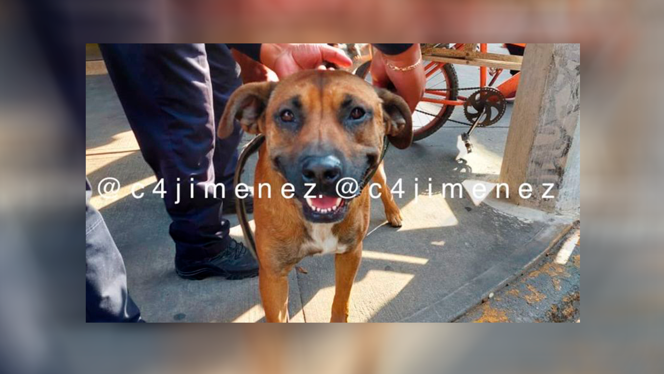 Acusan de homicidio a perro en CDMX