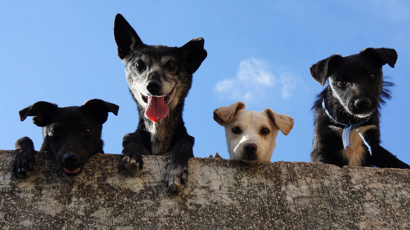 Hasta 10 años de prisión por maltrato animal en CDMX