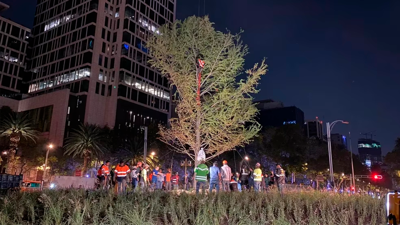 ahuehuete de la glorieta sera sustituido