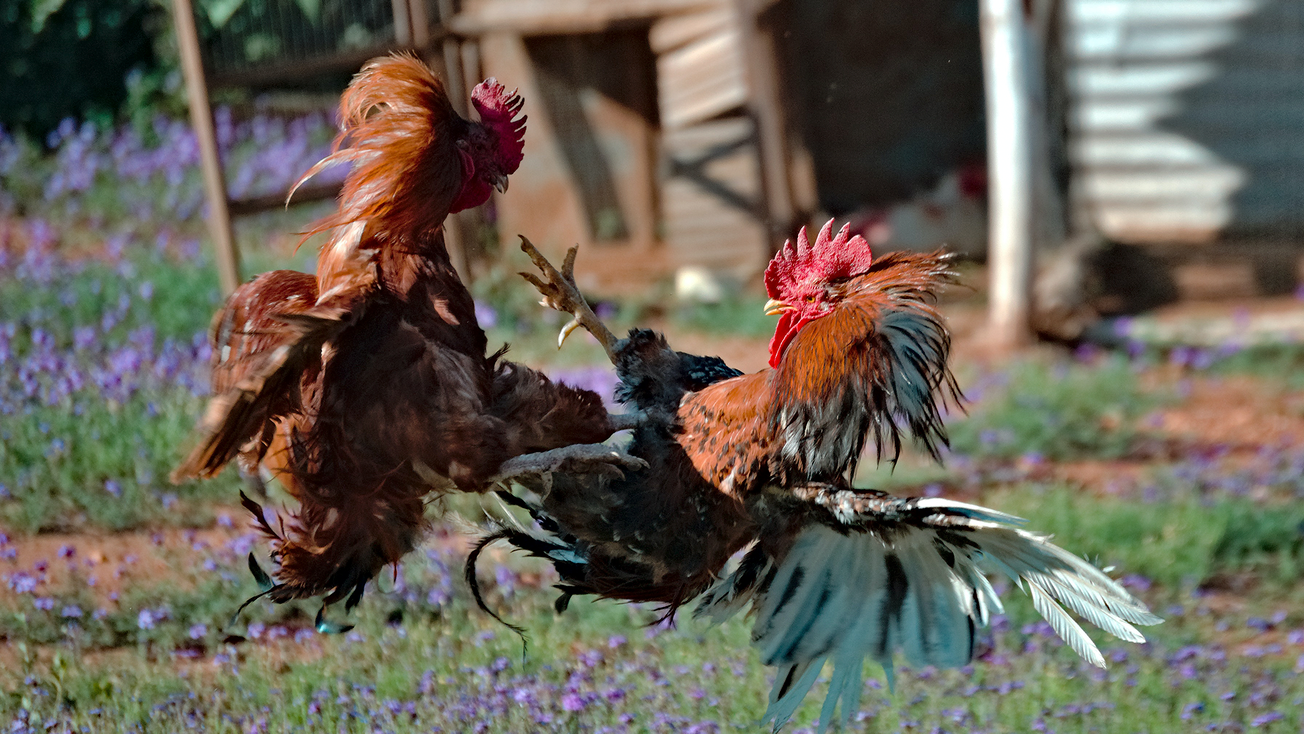 buscan prohibir pelea gallos