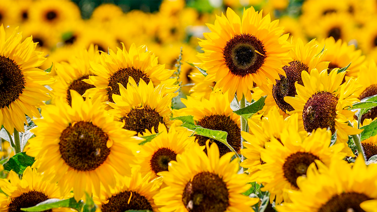 flores amarillas 21 marzo