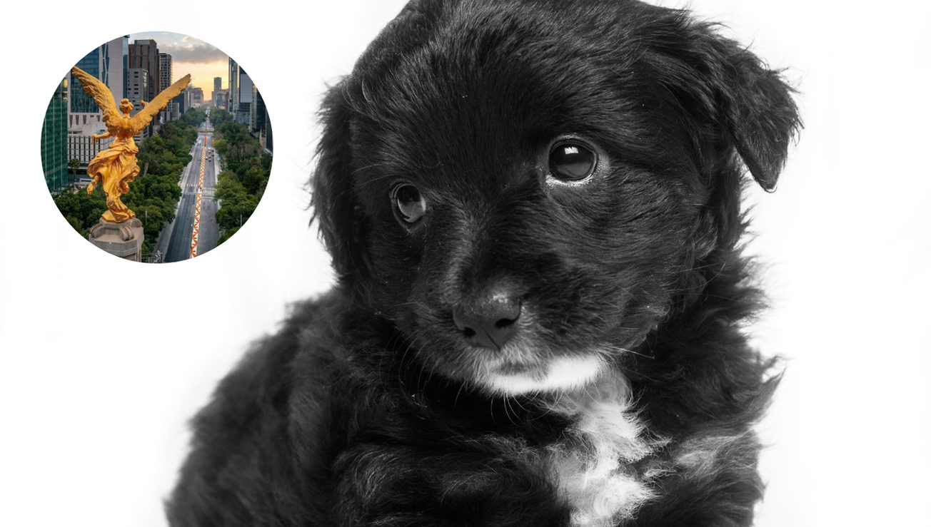 perritos tlahuac esterilizacion