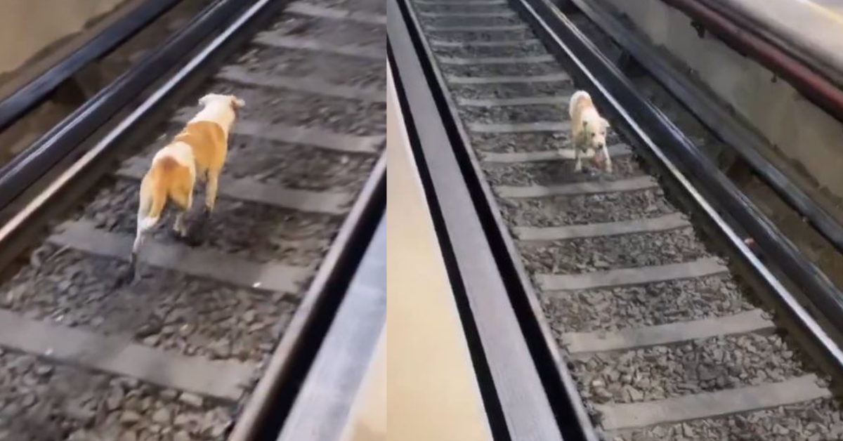 perrito vias metro rescate linea 8