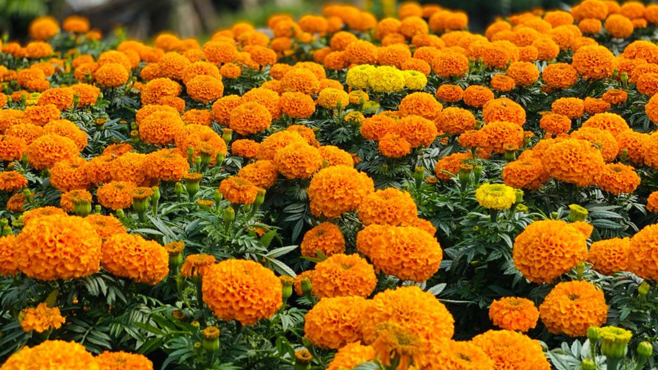 ¿Qué hacer con el cempasúchil después de Día de Muertos? Centros de acopio en CDMX