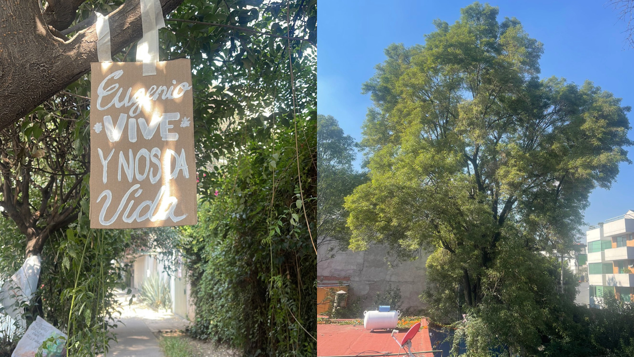 eugenio arbol colonia del valle