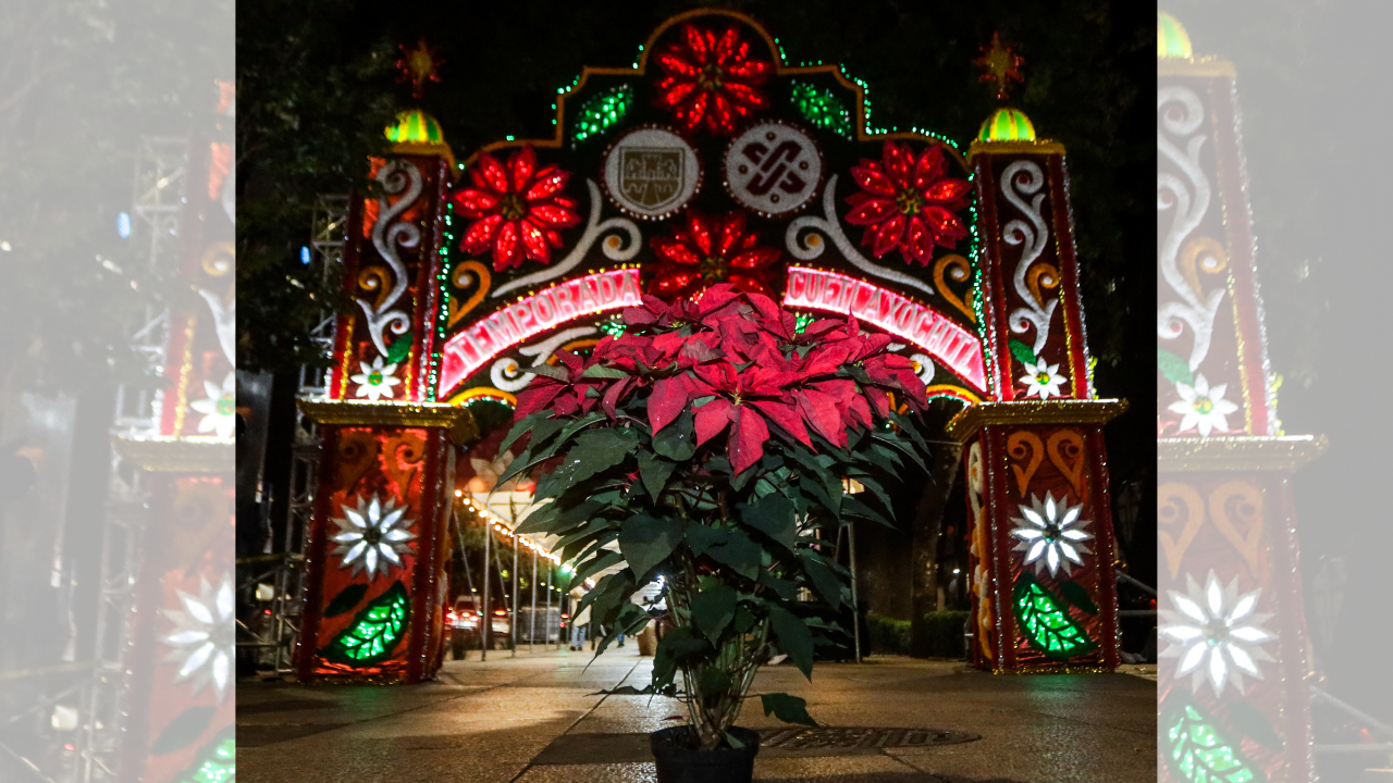 festival de flores de nochebuena cdmx