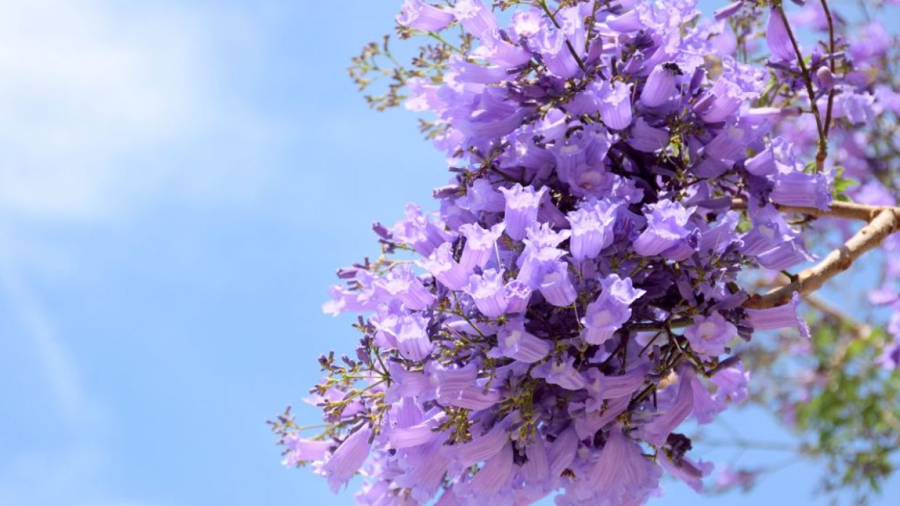 flores cdmx temporada calor