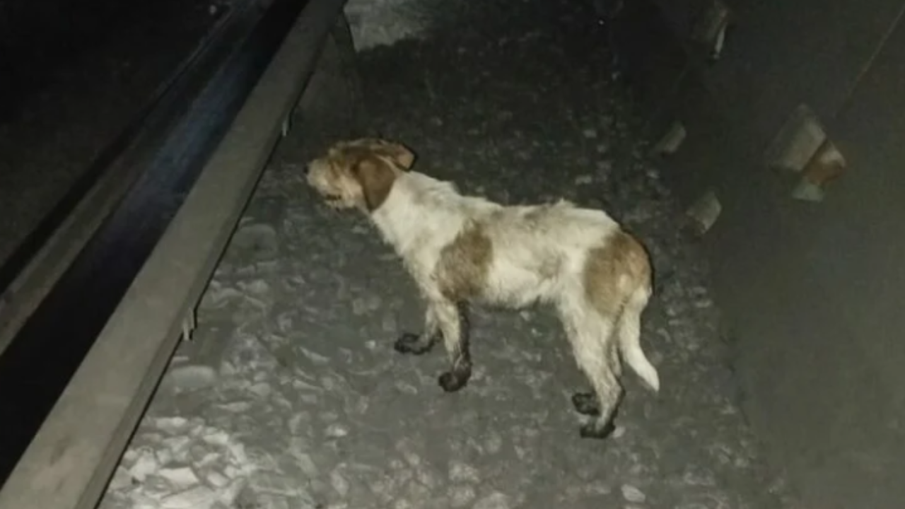 Rescatan a perrito de ser electrocutado en el Metro de CDMX, así puedes adoptarlo
