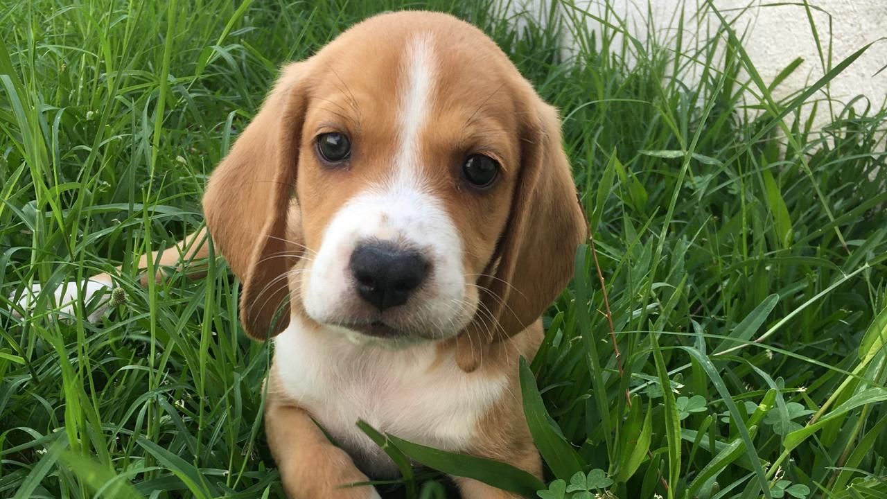 ¿De cuánto es la multa por no sacar el CURP de tu mascota?