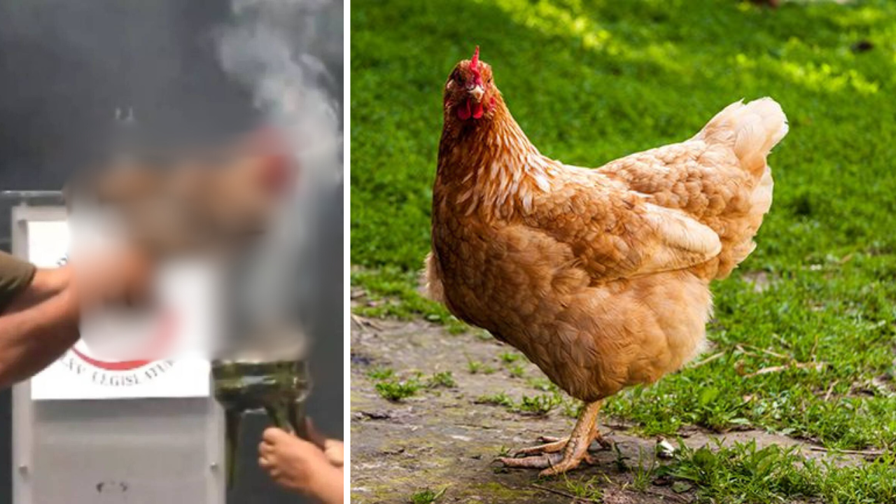 (VIDEO) Polémica por sacrificio de gallina en el Senado