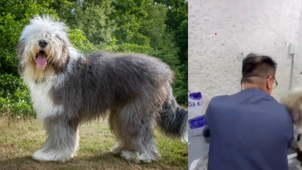 Video: Perrito es llevado a una guardería y es entregado sin vida en la Cdmx