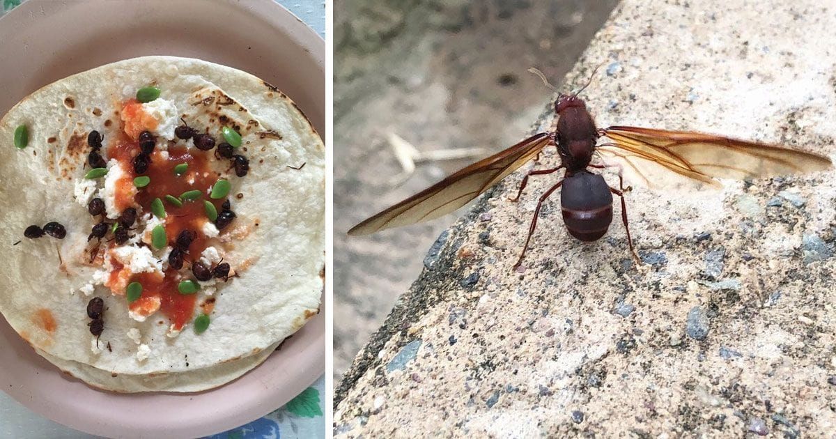 Hormigas de San Juan: ¿De dónde son y cuál es su función?