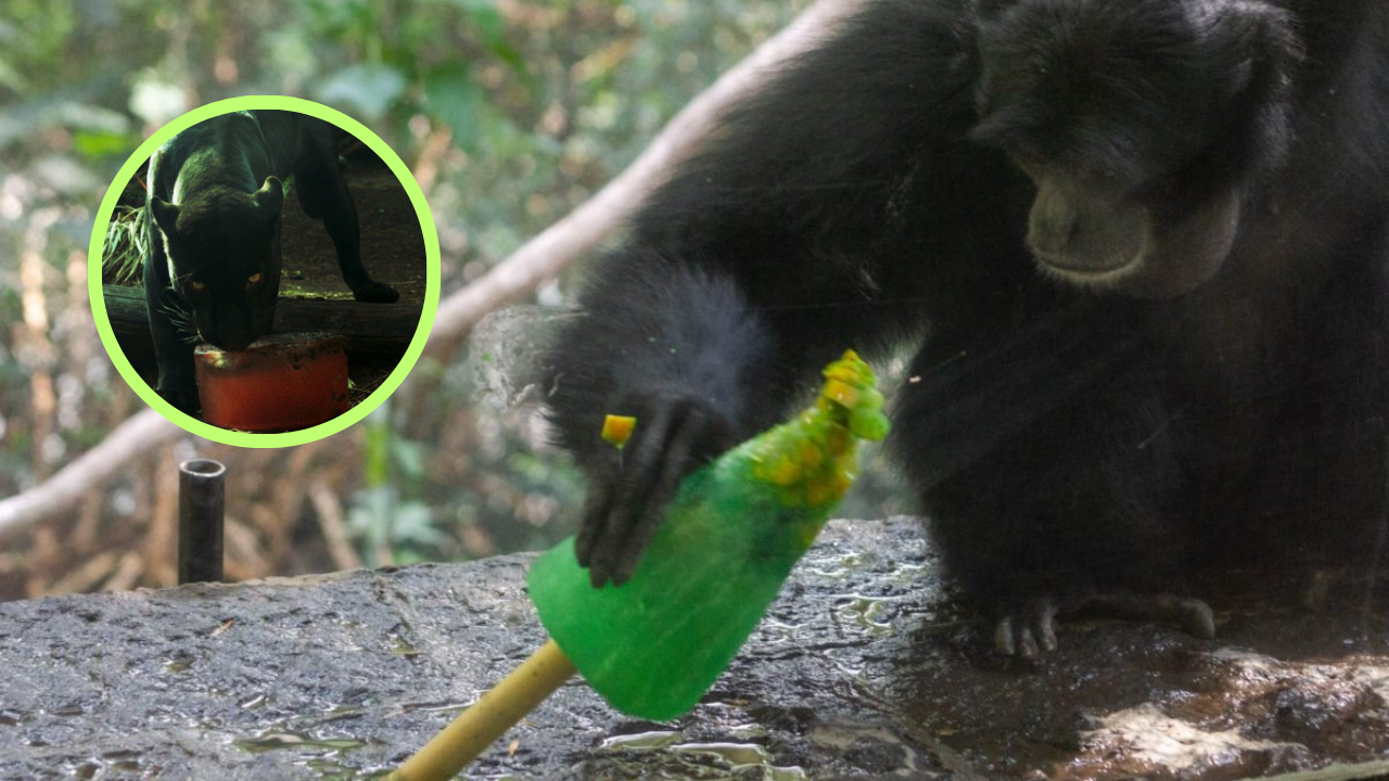 Animales del zoológico de Chapultepec reciben paletas de hielo para mitigar el calor
