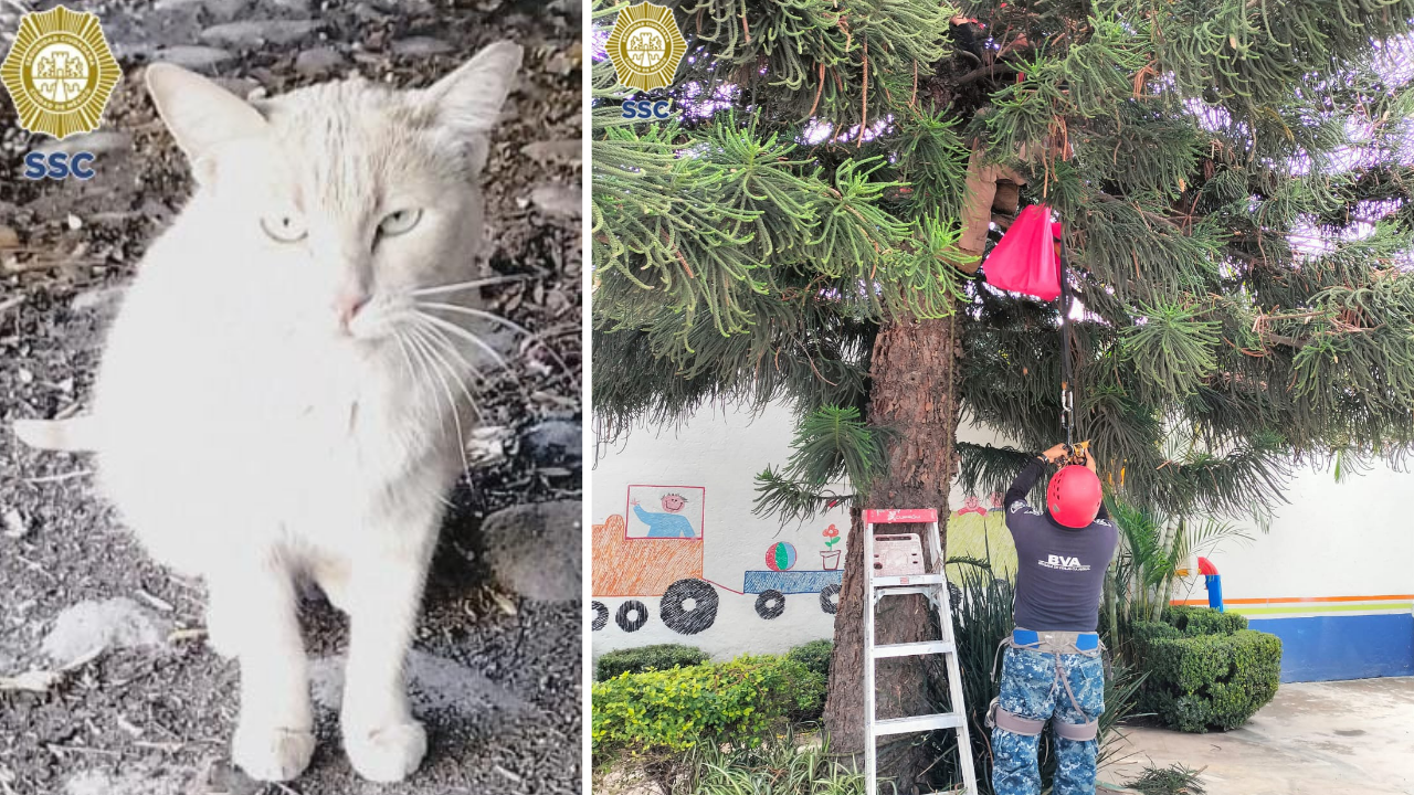 Gatita es rescatada de un árbol de 15 metros