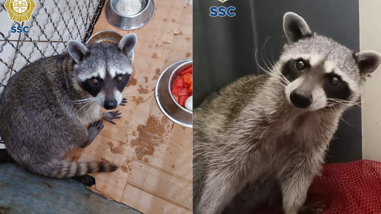 Rescatan a "Pedro, Pedro, Pedro" en un domicilio de la Cdmx