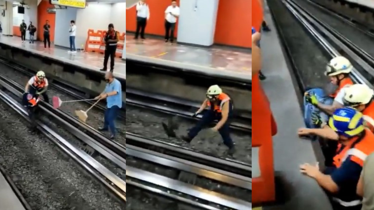 Video | Rescatan a gallina que cayó a las vías del Metro