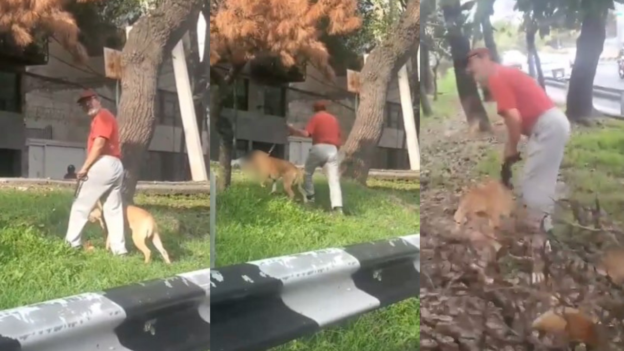 ¡Indignante! Sujeto permite que su perro ataque a un gatito indefenso