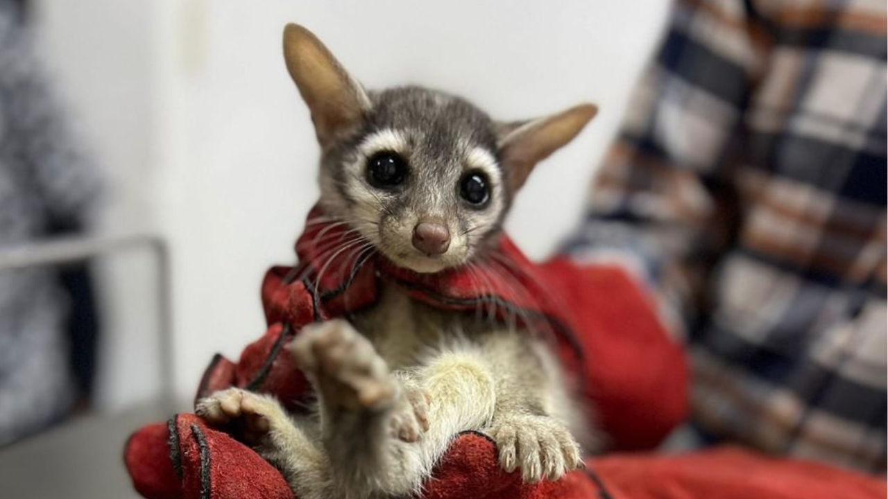 Rescatan a cacomixtle que tenía hipotermia y pulgas